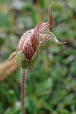 Dryas octopetala \ Silberwurz / Mountain Avens, A Trenchtling 6.7.2024
