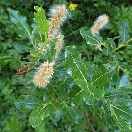 Salix waldsteiniana \ Waldsteins Weide, Bumchen-Weide / Waldstein's Willow, A Kolm Saigurn 3.7.2025