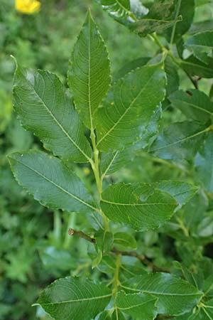 Salix waldsteiniana \ Waldsteins Weide, Bumchen-Weide / Waldstein's Willow, A Kolm Saigurn 3.7.2025