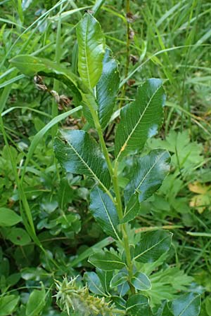 Salix waldsteiniana \ Waldsteins Weide, Bumchen-Weide / Waldstein's Willow, A Kolm Saigurn 3.7.2025