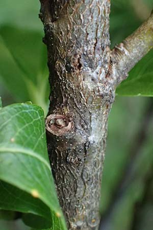 Salix waldsteiniana \ Waldsteins Weide, Bumchen-Weide / Waldstein's Willow, A Kolm Saigurn 3.7.2025