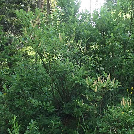 Salix waldsteiniana \ Waldsteins Weide, Bumchen-Weide / Waldstein's Willow, A Kolm Saigurn 3.7.2025
