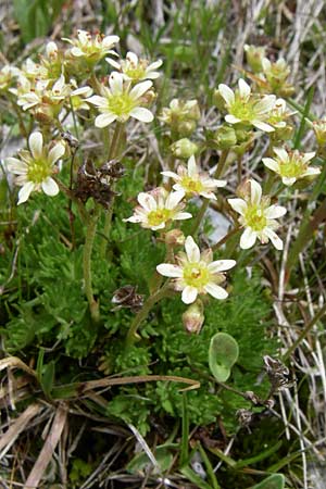 Saxifraga moschata \ Moschus-Steinbrech / Musky Saxifrage, A Malta - Tal / Valley 7.6.2008