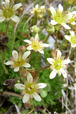 Saxifraga moschata \ Moschus-Steinbrech / Musky Saxifrage, A Malta - Tal / Valley 7.6.2008