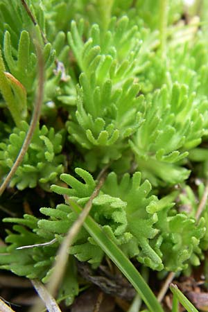 Saxifraga moschata \ Moschus-Steinbrech / Musky Saxifrage, A Malta - Tal / Valley 7.6.2008