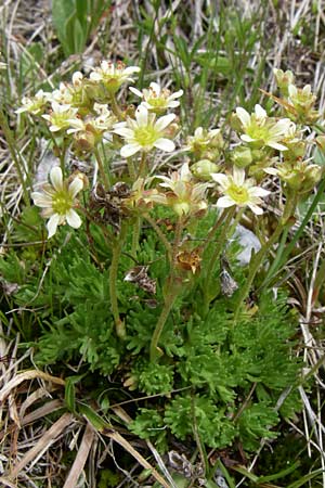 Saxifraga moschata \ Moschus-Steinbrech / Musky Saxifrage, A Malta - Tal / Valley 7.6.2008