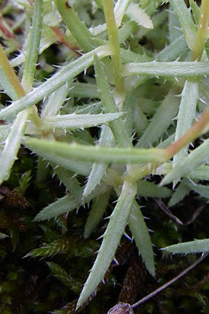 Saxifraga aspera \ Rauer Steinbrech / Rough Saxifrage, A Malta - Tal / Valley 7.6.2008