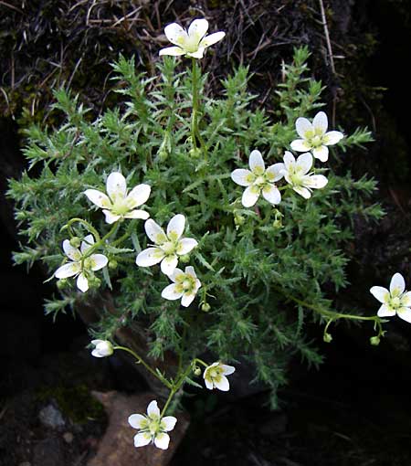 Saxifraga aspera \ Rauer Steinbrech / Rough Saxifrage, A Malta - Tal / Valley 7.6.2008