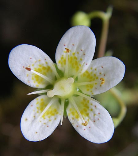 Saxifraga aspera \ Rauer Steinbrech / Rough Saxifrage, A Malta - Tal / Valley 7.6.2008