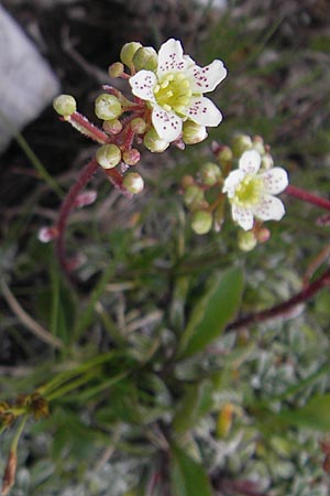 Saxifraga hostii \ Hosts Steinbrech / Host's Saxifrage, A K&auml;rnten/Carinthia, Petzen 2.7.2010