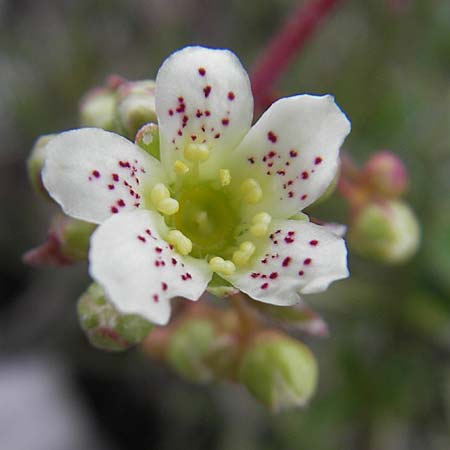 Saxifraga hostii \ Hosts Steinbrech / Host's Saxifrage, A K&auml;rnten/Carinthia, Petzen 2.7.2010