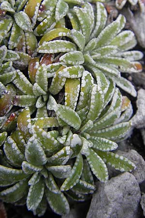 Saxifraga hostii \ Hosts Steinbrech / Host's Saxifrage, A K&auml;rnten/Carinthia, Petzen 2.7.2010