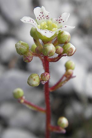 Saxifraga hostii \ Hosts Steinbrech / Host's Saxifrage, A K&auml;rnten/Carinthia, Petzen 2.7.2010