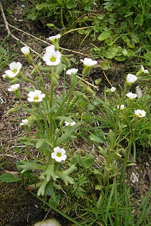 Saxifraga exarata s.l. \ Furchen-Steinbrech / White Musky Saxifrage, A K&auml;rnten/Carinthia, Petzen 2.7.2010