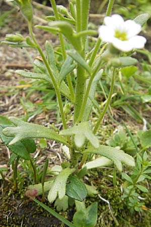 Saxifraga exarata s.l. \ Furchen-Steinbrech / White Musky Saxifrage, A K&auml;rnten/Carinthia, Petzen 2.7.2010
