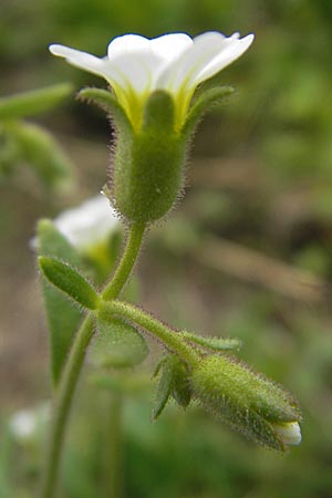 Saxifraga exarata s.l. \ Furchen-Steinbrech / White Musky Saxifrage, A K&auml;rnten/Carinthia, Petzen 2.7.2010