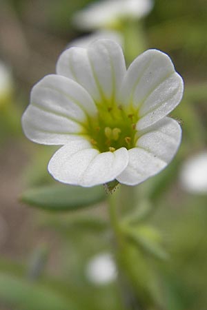 Saxifraga exarata s.l. \ Furchen-Steinbrech / White Musky Saxifrage, A K&auml;rnten/Carinthia, Petzen 2.7.2010