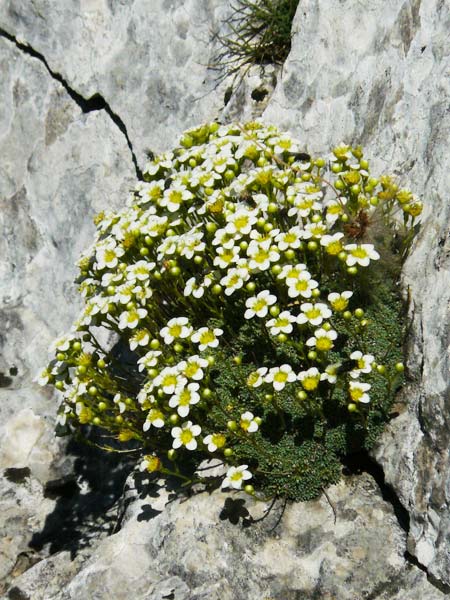 Saxifraga squarrosa \ Sparriger Steinbrech / Dolomites Saxifrage, A K&auml;rnten/Carinthia, Petzen 8.8.2016