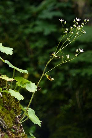 Saxifraga rotundifolia \ Rundblttriger Steinbrech / Round-Leaved Saxifrage, A Kärnten/Carinthia, Koralpe 9.8.2016