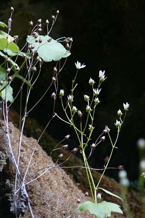 Saxifraga rotundifolia \ Rundblttriger Steinbrech / Round-Leaved Saxifrage, A Kärnten/Carinthia, Koralpe 9.8.2016