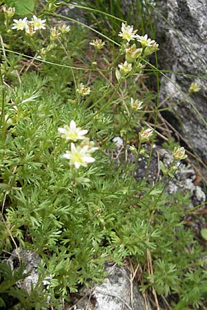 Saxifraga moschata \ Moschus-Steinbrech / Musky Saxifrage, A Malta - Tal / Valley 19.7.2010