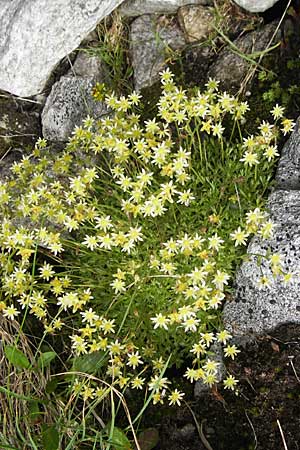 Saxifraga moschata \ Moschus-Steinbrech / Musky Saxifrage, A Malta - Tal / Valley 19.7.2010