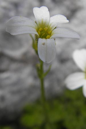 Saxifraga androsacea \ Mannsschild-Steinbrech / Scree Saxifrage, A Dachstein 20.7.2010