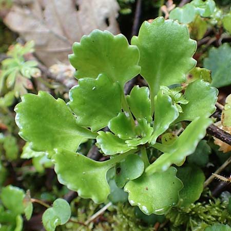 Saxifraga cuneifolia \ Keilblttriger Steinbrech / Lesser London Pride, A Kärnten/Carinthia, Gallizien 18.5.2016