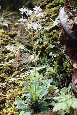 Saxifraga cuneifolia \ Keilblttriger Steinbrech / Lesser London Pride, A Kärnten/Carinthia, Gallizien 18.5.2016
