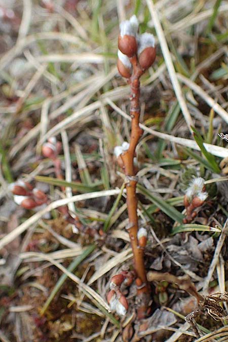 Salix alpina \ Alpen-Weide / Alpine Willow, A Kärnten/Carinthia, Hochobir 19.5.2016