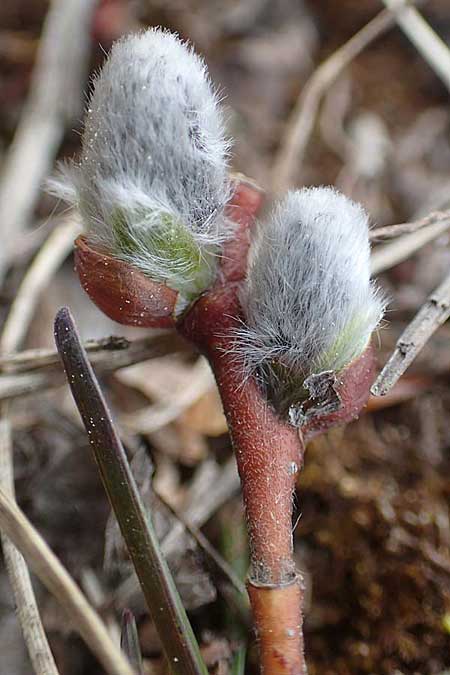 Salix alpina \ Alpen-Weide / Alpine Willow, A Kärnten/Carinthia, Hochobir 19.5.2016