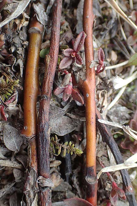 Salix alpina \ Alpen-Weide / Alpine Willow, A Kärnten/Carinthia, Hochobir 19.5.2016