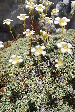 Saxifraga squarrosa \ Sparriger Steinbrech / Dolomites Saxifrage, A K&auml;rnten/Carinthia, Petzen 8.8.2016