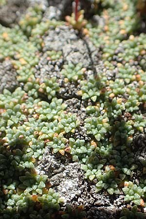 Saxifraga squarrosa \ Sparriger Steinbrech / Dolomites Saxifrage, A K&auml;rnten/Carinthia, Petzen 8.8.2016