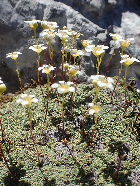 Saxifraga squarrosa \ Sparriger Steinbrech / Dolomites Saxifrage, A K&auml;rnten/Carinthia, Petzen 8.8.2016