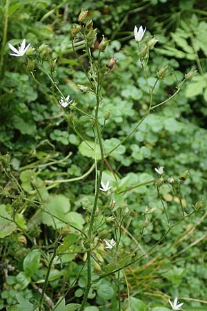 Saxifraga rotundifolia \ Rundblttriger Steinbrech / Round-Leaved Saxifrage, A Kärnten/Carinthia, Koralpe 9.8.2016
