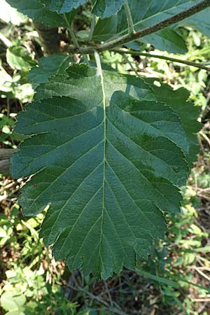 Sorbus x pinnatifida \ Bastard-Eberesche / Hybrid Whitebeam, A Tragöß 30.6.2019