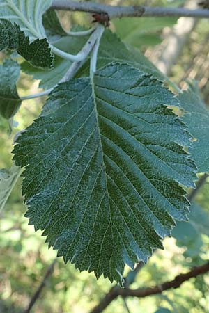 Sorbus x pinnatifida \ Bastard-Eberesche / Hybrid Whitebeam, A Tragöß 30.6.2019