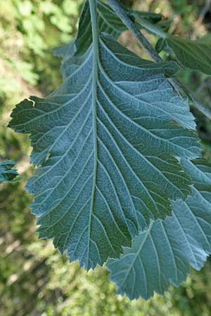 Sorbus x pinnatifida \ Bastard-Eberesche / Hybrid Whitebeam, A Tragöß 30.6.2019