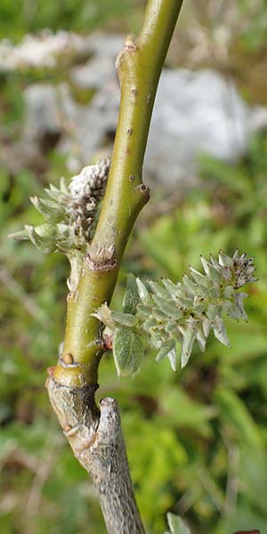 Salix hastata \ Spie-Weide, Engadin-Weide / Apple-Leaved Willow, A Rax 28.6.2020