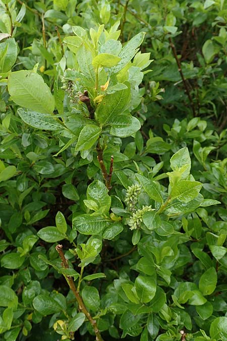 Salix waldsteiniana \ Waldsteins Weide, Bumchen-Weide / Waldstein's Willow, A Rax 28.6.2020