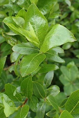 Salix waldsteiniana \ Waldsteins Weide, Bumchen-Weide / Waldstein's Willow, A Rax 28.6.2020