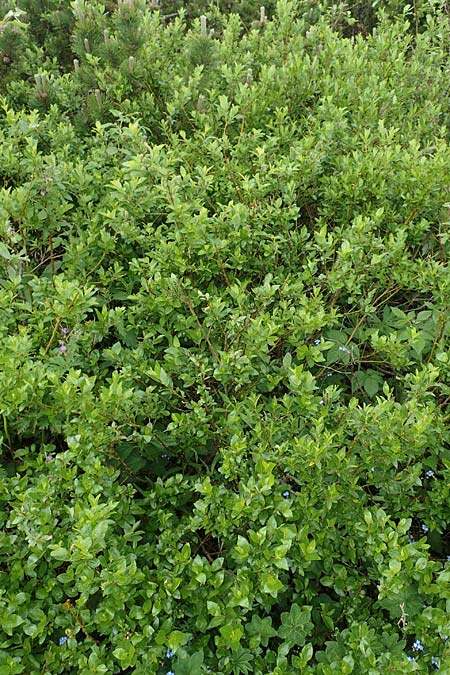 Salix waldsteiniana \ Waldsteins Weide, Bumchen-Weide / Waldstein's Willow, A Rax 28.6.2020