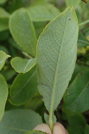 Salix aurita x caprea \ Weiden-Hybride / Hybrid Willow, A W&ouml;lzer Tauern, Kleiner Zinken 26.6.2021