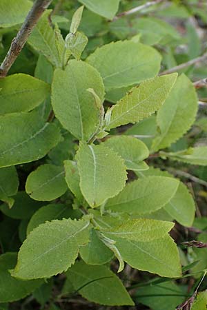 Salix aurita x caprea \ Weiden-Hybride / Hybrid Willow, A W&ouml;lzer Tauern, Kleiner Zinken 26.6.2021