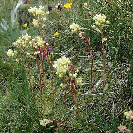 Saxifraga paniculata \ Rispen-Steinbrech, Trauben-Steinbrech / Livelong Saxifrage, A Wölzer Tauern, Kleiner Zinken 26.6.2021