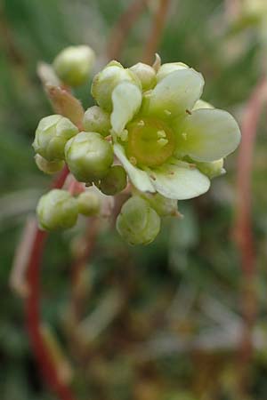 Saxifraga paniculata \ Rispen-Steinbrech, Trauben-Steinbrech / Livelong Saxifrage, A Wölzer Tauern, Kleiner Zinken 26.6.2021
