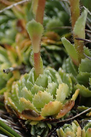 Saxifraga paniculata \ Rispen-Steinbrech, Trauben-Steinbrech / Livelong Saxifrage, A Wölzer Tauern, Kleiner Zinken 26.6.2021