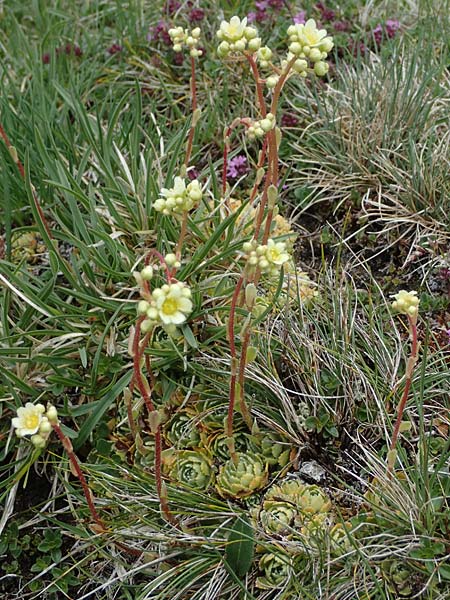 Saxifraga paniculata \ Rispen-Steinbrech, Trauben-Steinbrech / Livelong Saxifrage, A Wölzer Tauern, Kleiner Zinken 26.6.2021
