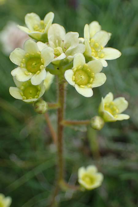 Saxifraga paniculata \ Rispen-Steinbrech, Trauben-Steinbrech / Livelong Saxifrage, A Wölzer Tauern, Kleiner Zinken 26.6.2021